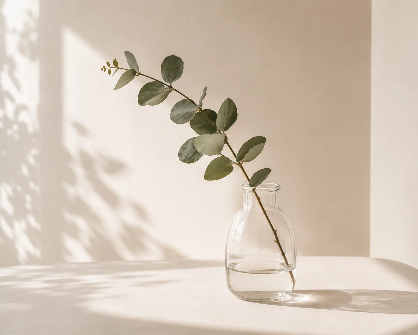 Eucalyptus branch in a glass vase with soft shadows, calm and considered
